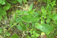 Phytomyza albiceps group