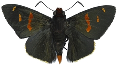 Lepidoptera