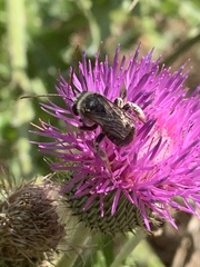 Melissodes desponsus