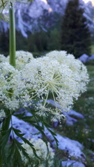 Molopospermum peloponnesiacum