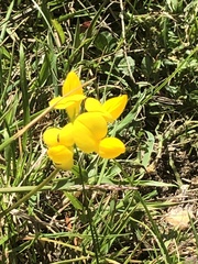 Lotus corniculatus
