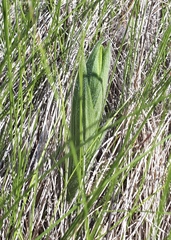 Cypripedium parviflorum