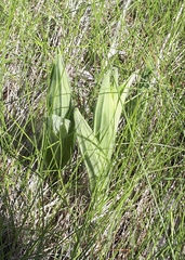 Cypripedium parviflorum