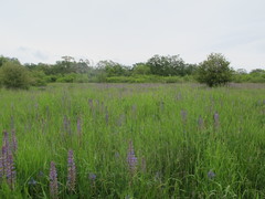 Lupinus polyphyllus pallidipes