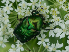 Cetonia aurata