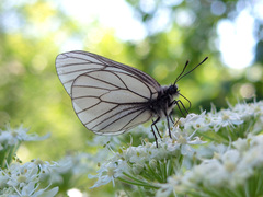 Aporia crataegi