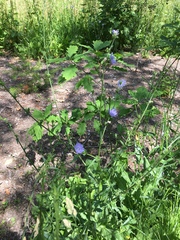 Cichorium intybus