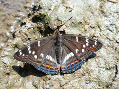 Limenitis populi