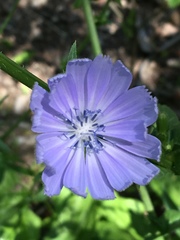 Cichorium intybus