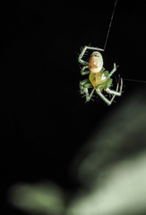 Bijoaraneus mitificus