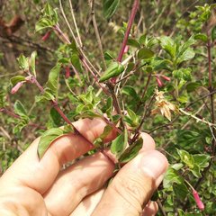 Fuchsia thymifolia