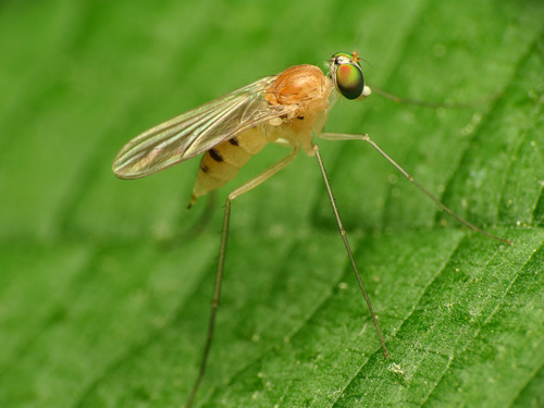 Neurigona disjuncta