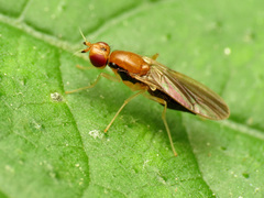 Psila
