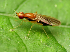 Psila