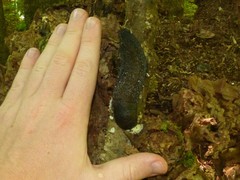 Limax cinereoniger