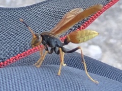 Polistes comanchus comanchus