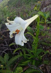 Lilium brownii