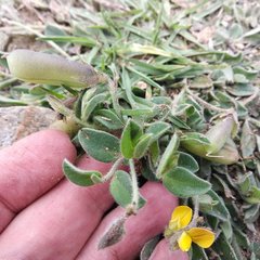 Crotalaria rotundifolia