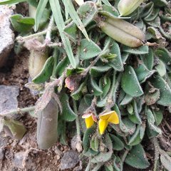 Crotalaria rotundifolia