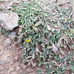 Crotalaria rotundifolia