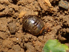 Glomeris klugii