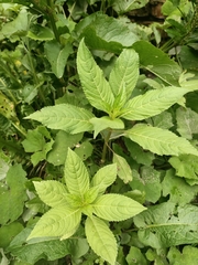 Impatiens glandulifera