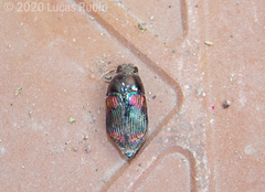 Mimicoclytrina childreni