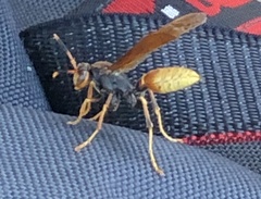 Polistes comanchus comanchus