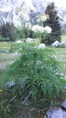 Molopospermum peloponnesiacum