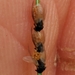 Pineus pinifoliae - Photo (c) Sam Guida, alguns direitos reservados (CC BY-NC), uploaded by Sam Guida