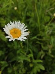 Leucanthemum vulgare