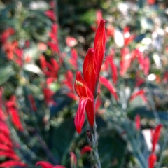 Dicliptera sexangularis