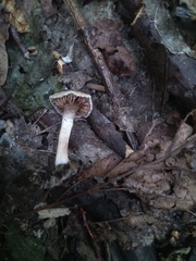 Meottomyces dissimulans