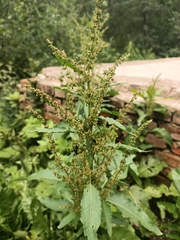 Rumex obtusifolius