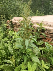 Rumex obtusifolius