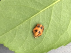 Harmonia axyridis