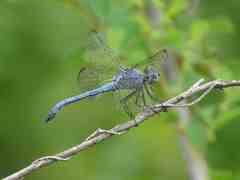 Chalcostephia flavifrons