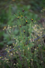 Tagetes coronopifolia