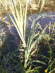 Typha latifolia