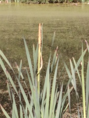 Typha latifolia