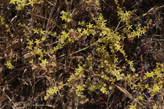 Dudleya multicaulis