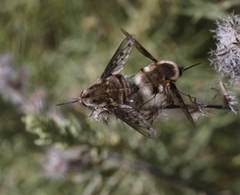 Bombylius albicapillus