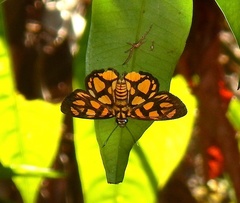 Odina hieroglyphica ortina