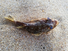 Amblyrhynchote honckenii