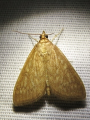 Framinghamia helvalis