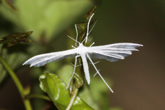 Pterophorus pentadactyla