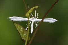 Pterophorus pentadactyla
