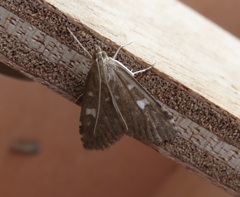 Udea olivalis