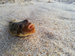 Amblyrhynchote honckenii