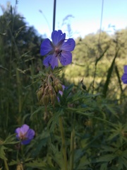 Geranium pratense